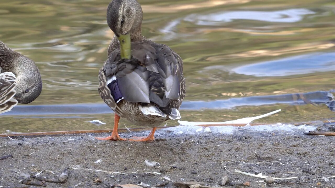 CatTV duck cleaning close