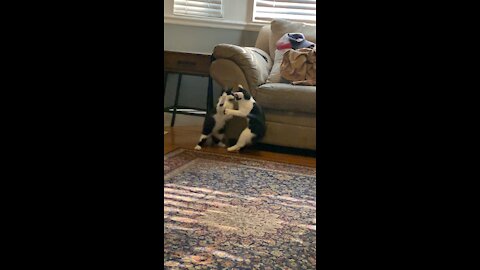 Milo and Loki SlowMo