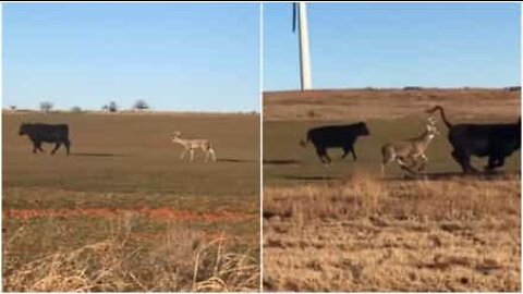 Cervo distratto pensa di essere una mucca