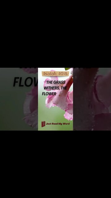 ISAIAH 40:8 | #Shorts