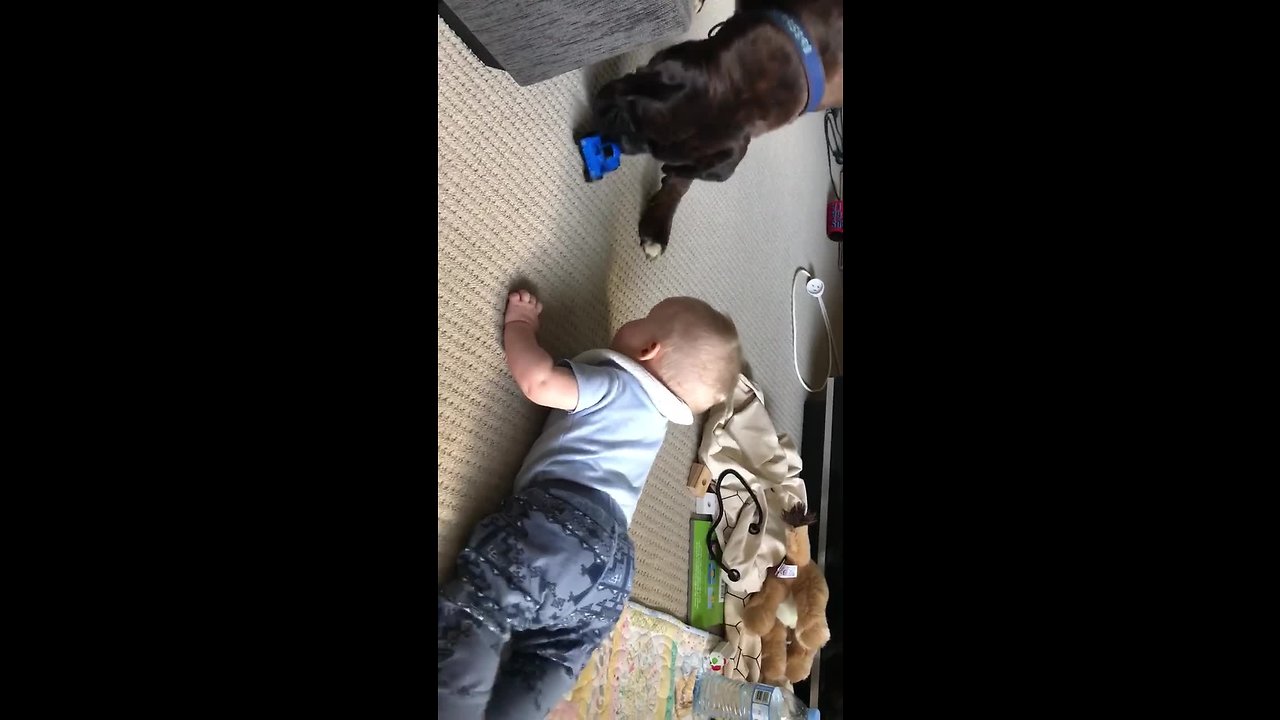 Doggy gives toy to baby to stop crying