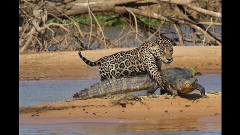 Jaguar 🐆 VS Saltwater Crocodile 🐊