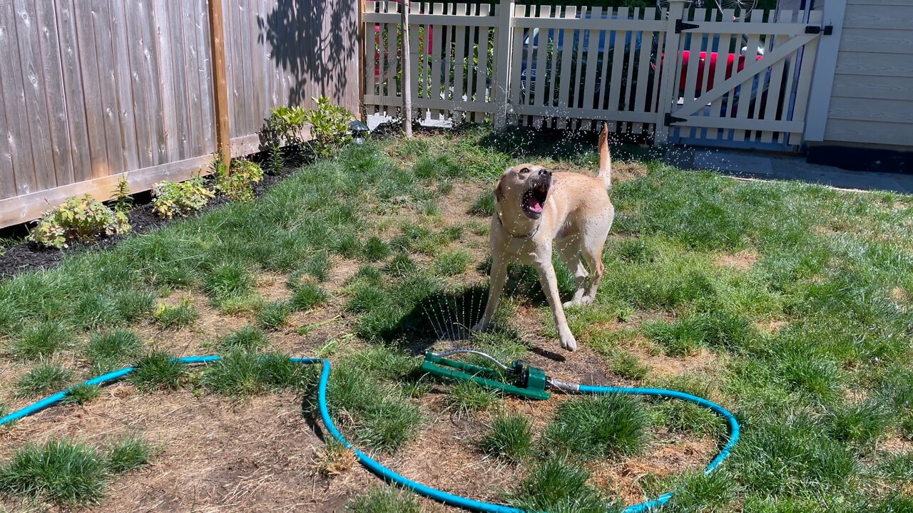 Yellow Labrador Dog Gets The Zoomies