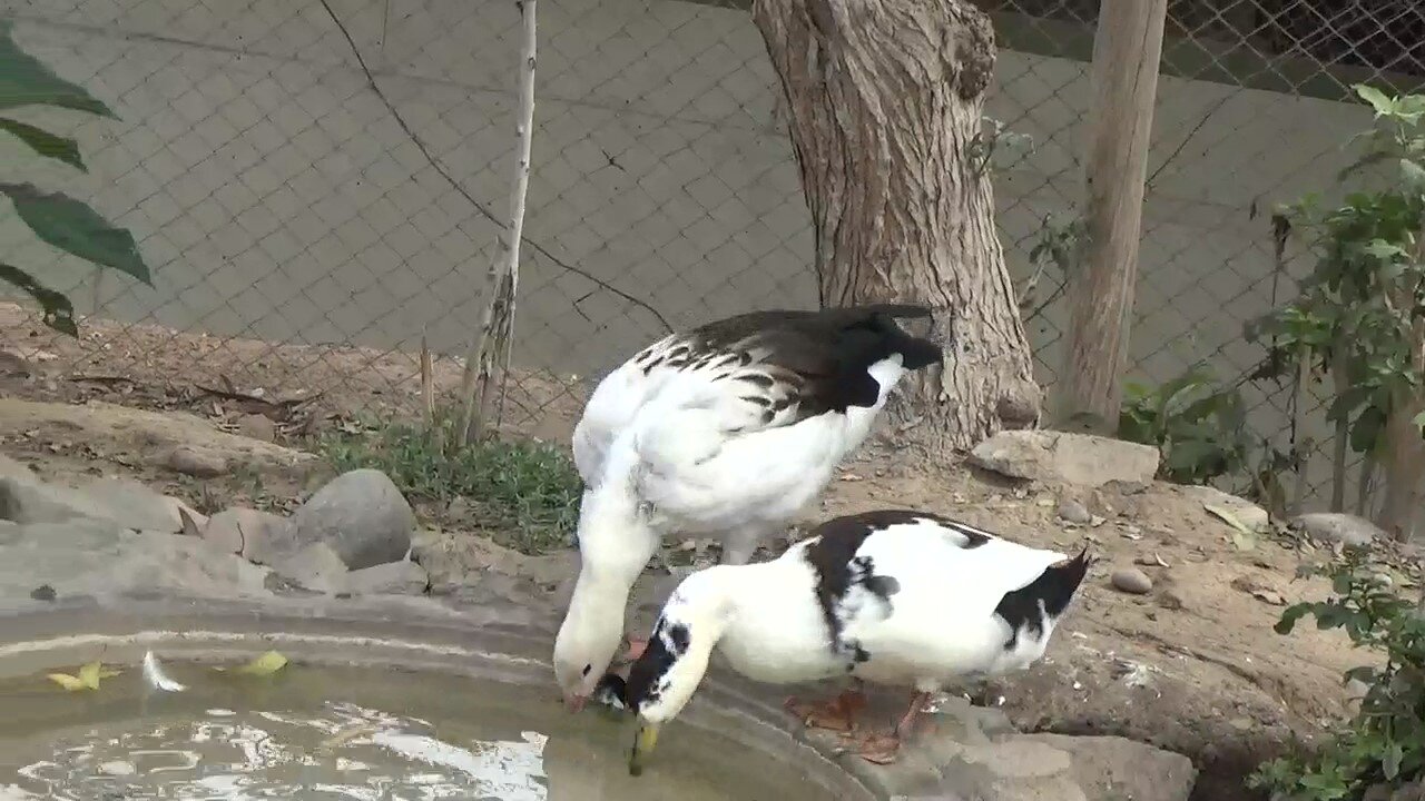 White ducks drinking water