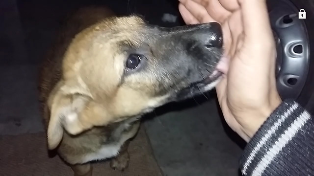 This street puppy is so cute , he came to visit my house.