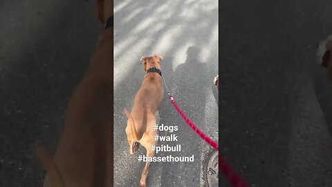 Out for a walk #dogs #dogshorts #pitbull #bassethound