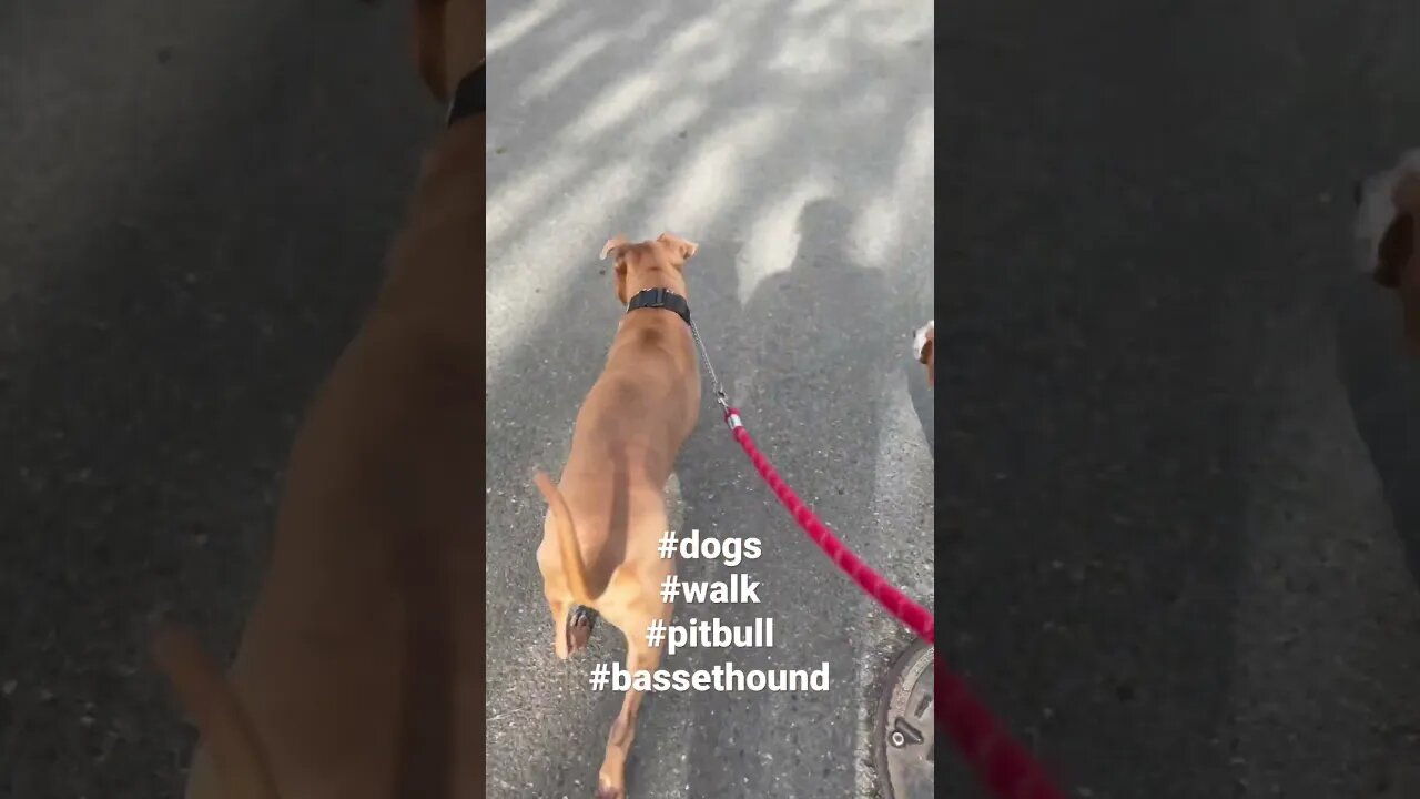 Out for a walk #dogs #dogshorts #pitbull #bassethound