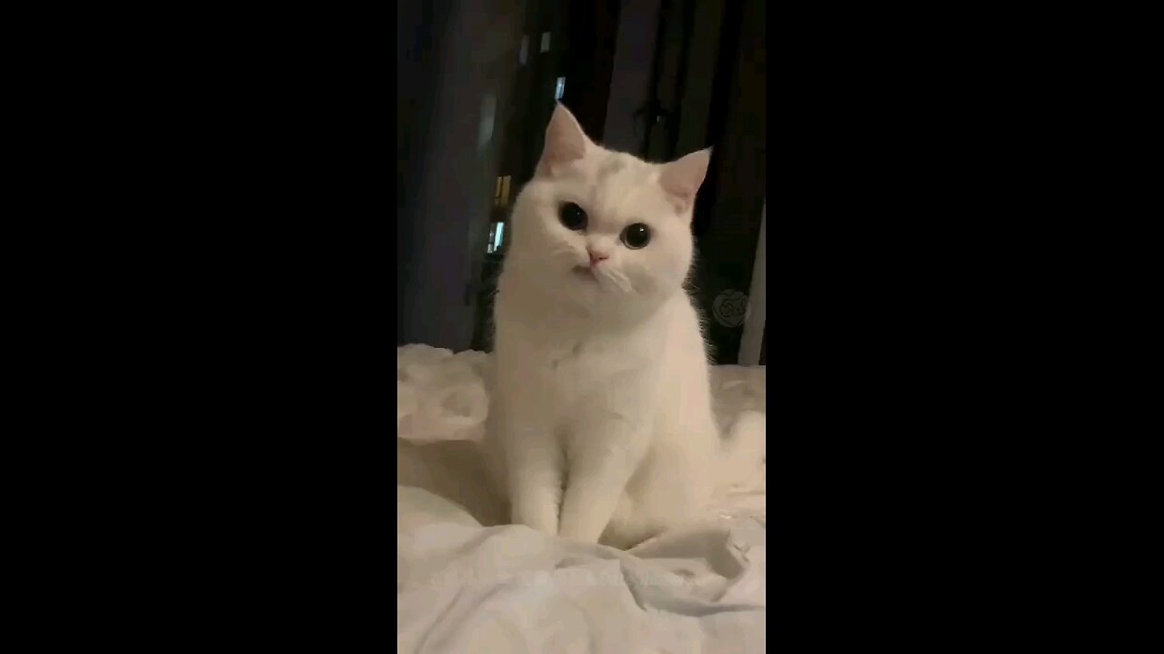 cutecate#virelvideo#virelshort