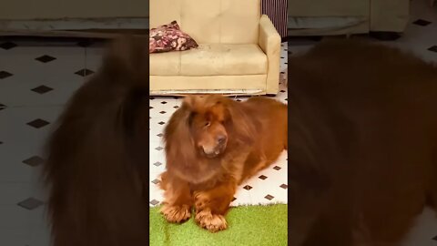 MASSIVE! Tibetan Mastiff cools off at BANGKOK market!