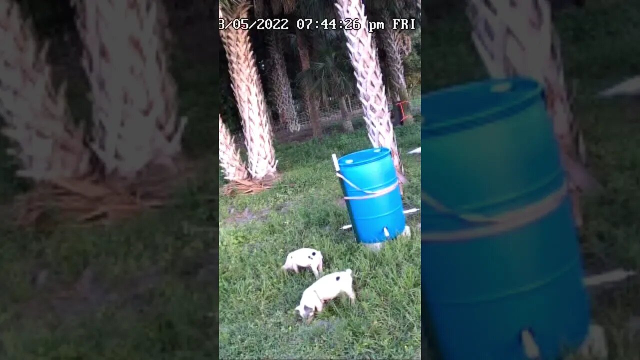 Live Piglet Cam (excerpt) #shorts #piglets #piglet #livecam #hog