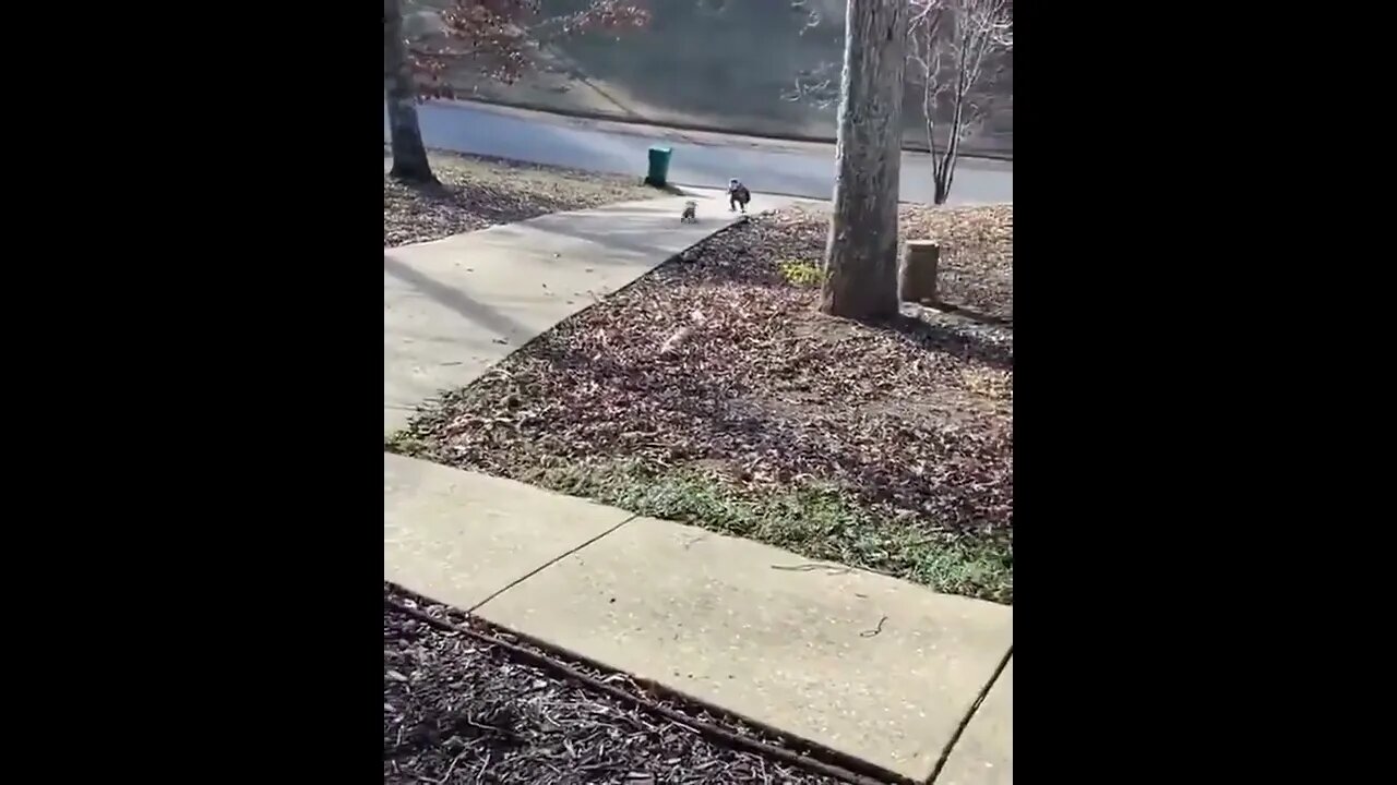 Favourite part of his day when the school bus arrives