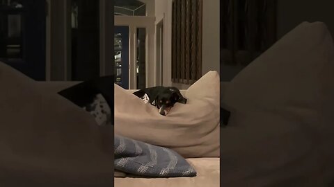 Sleeping Miniature Dachshund