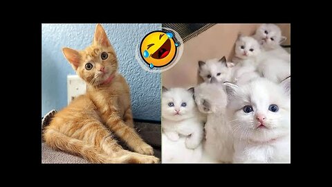 Most Funny😆🤣 Animals 2023/ Cat with Real 😱Voice