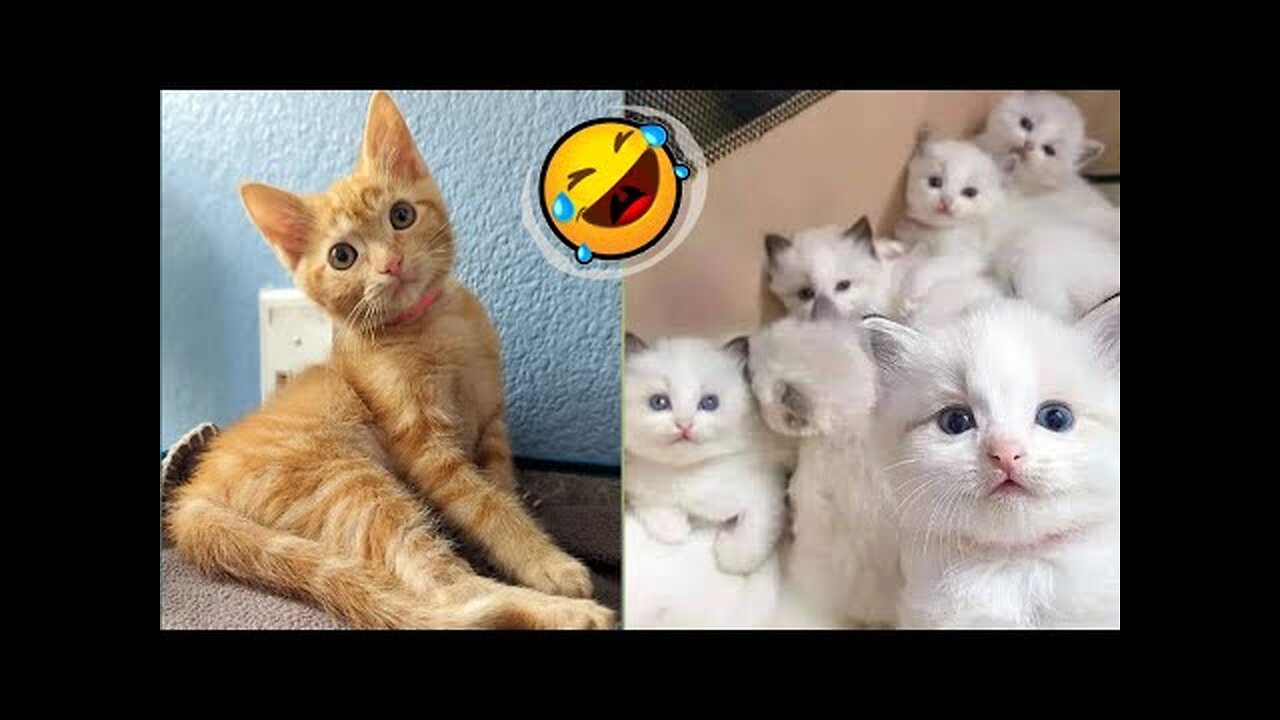 Most Funny😆🤣 Animals 2023/ Cat with Real 😱Voice