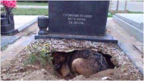 A Dog Was Thought To Be Guarding Her Owner’s Grave, But She Had Dug A Hole In It For Her Litter