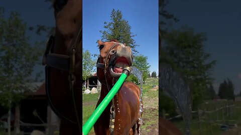 Hose is Life: A Horse Love Story