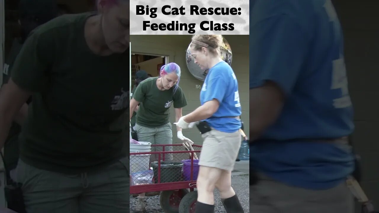 Feeding Class, part 2 of 12 @ Big Cat Rescue