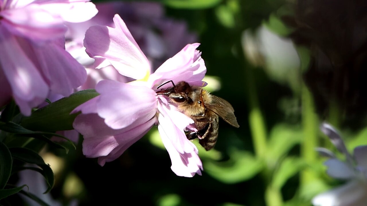 Honey Bee on Soapwort Flowers