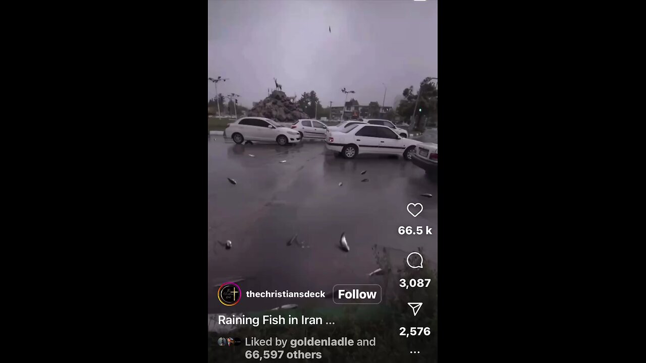 it's raining fish