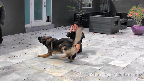 IF YOU WANT UR DOG TO BECOME A GUARD DOG WATCH THIS
