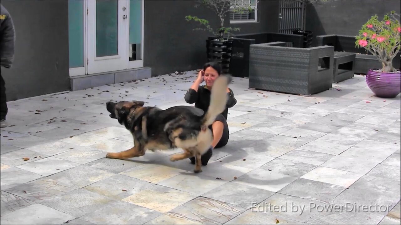 IF YOU WANT UR DOG TO BECOME A GUARD DOG WATCH THIS