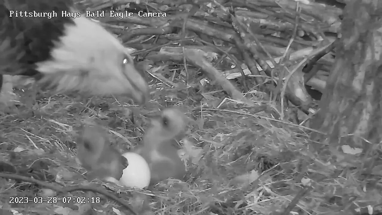 Hays Eagles H20 is Hatched ! 3.28.23 7:02am