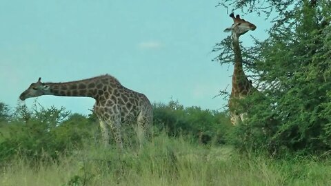 SOUTH AFRICA giraffes, Kruger national park (hd-video)-9