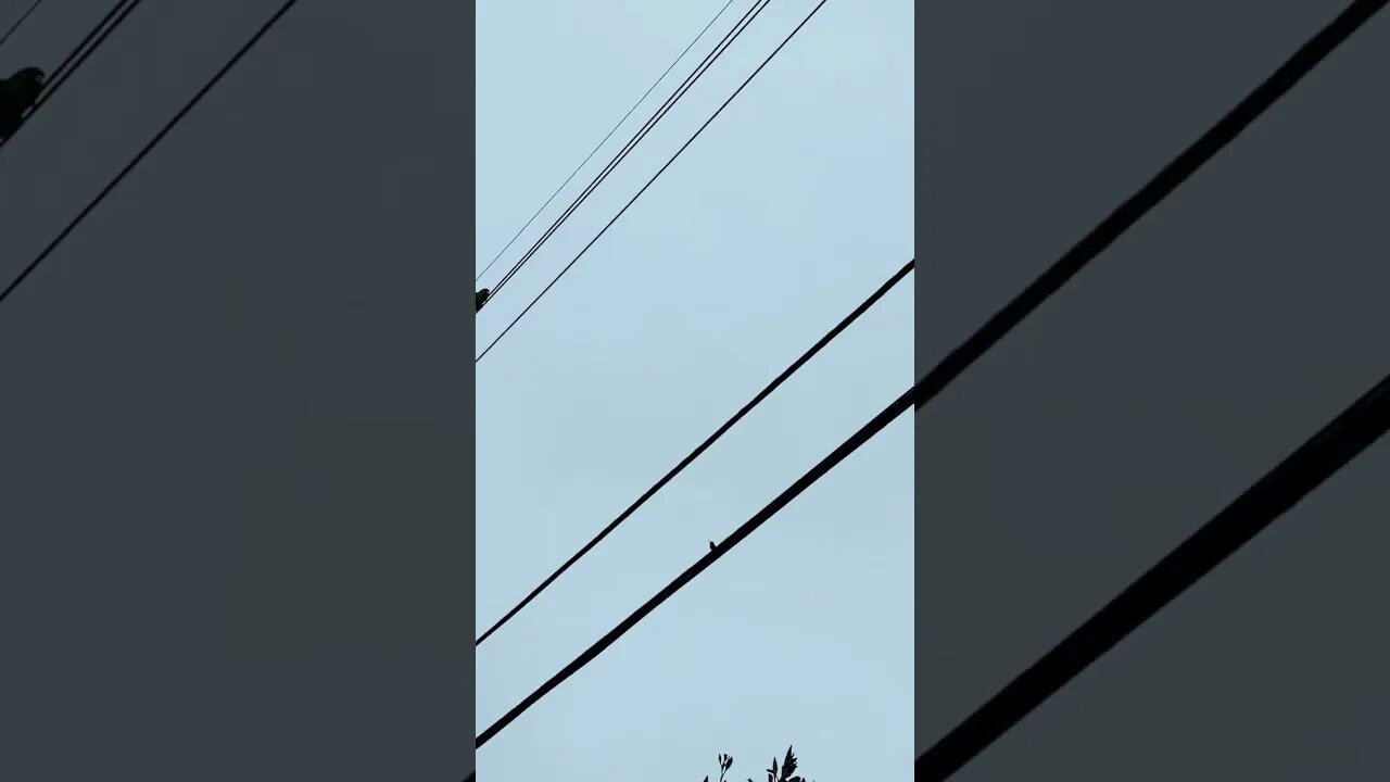 My parrot 🦜 got out! Read about Rio and HANK the FAT humming bird, in the comments