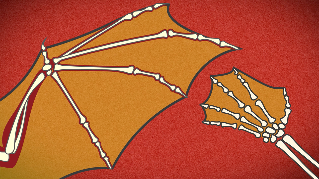 HowStuffWorks Animations: How Bats Fly