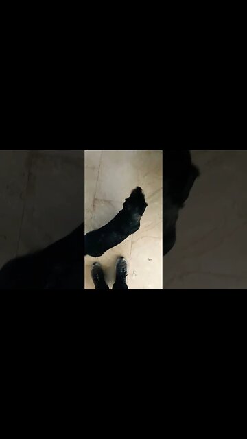 🐾Hey!! Ven aquí! 🐾 #ninjaorchids #shorts