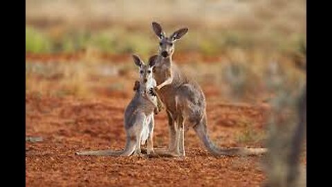 Kangaroos in happy mod