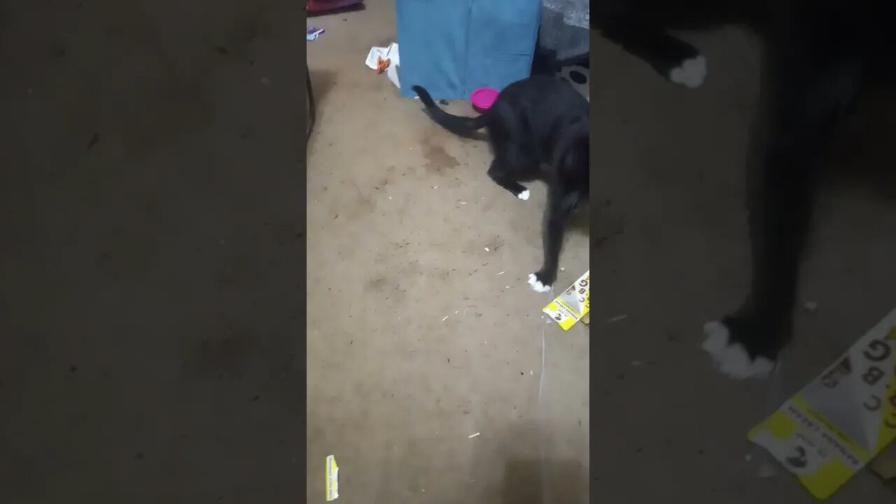 kitty likes chains #shortsvideo #shortsfeed #youtubeshorts #catvideos #cat