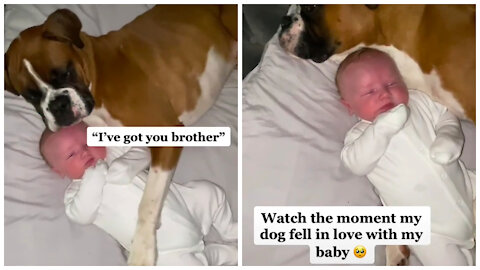 watch-our-dog-fall-in-love-with-his-baby.html