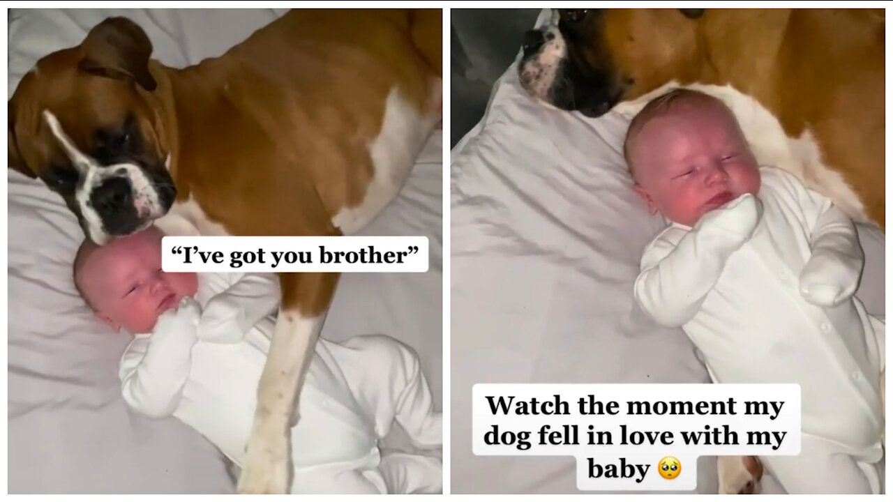 watch-our-dog-fall-in-love-with-his-baby.html