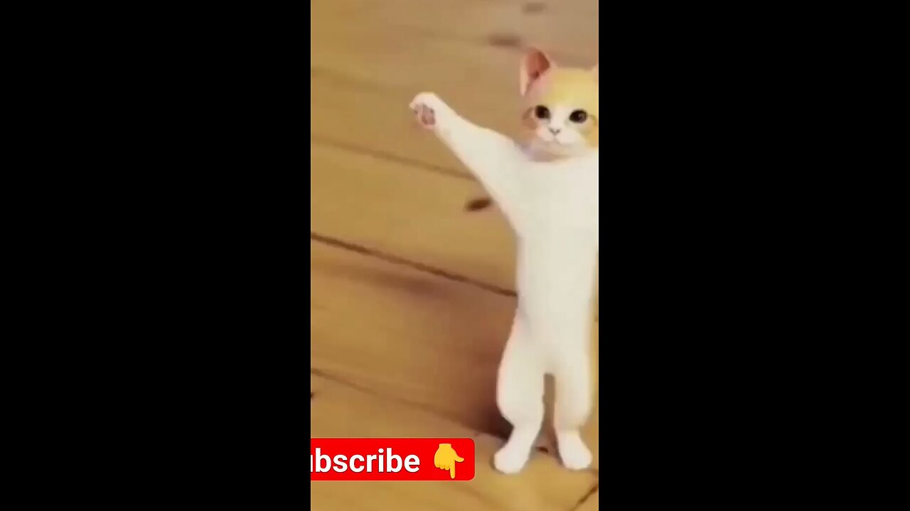 Meow The Feline Funk Dance"