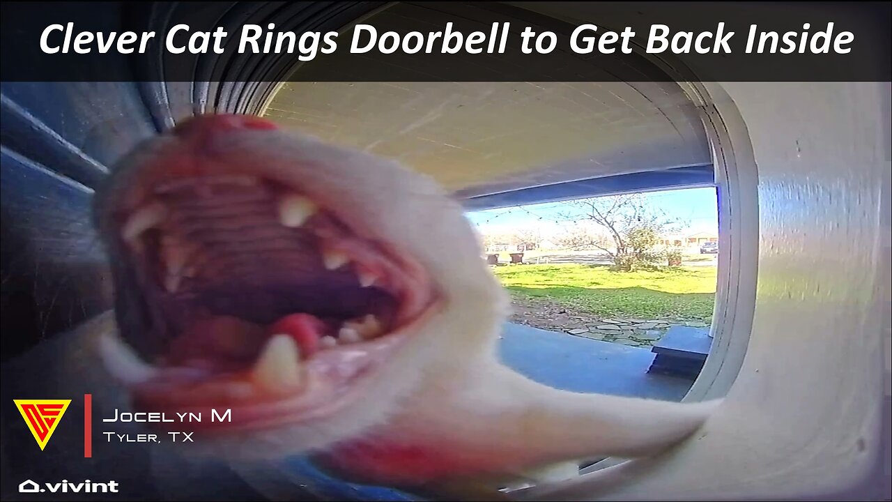 Clever Cat Rings Doorbell to Get Back Inside Caught on Vivint Camera | Doorbell Camera Video