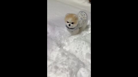 cute dog and cat video