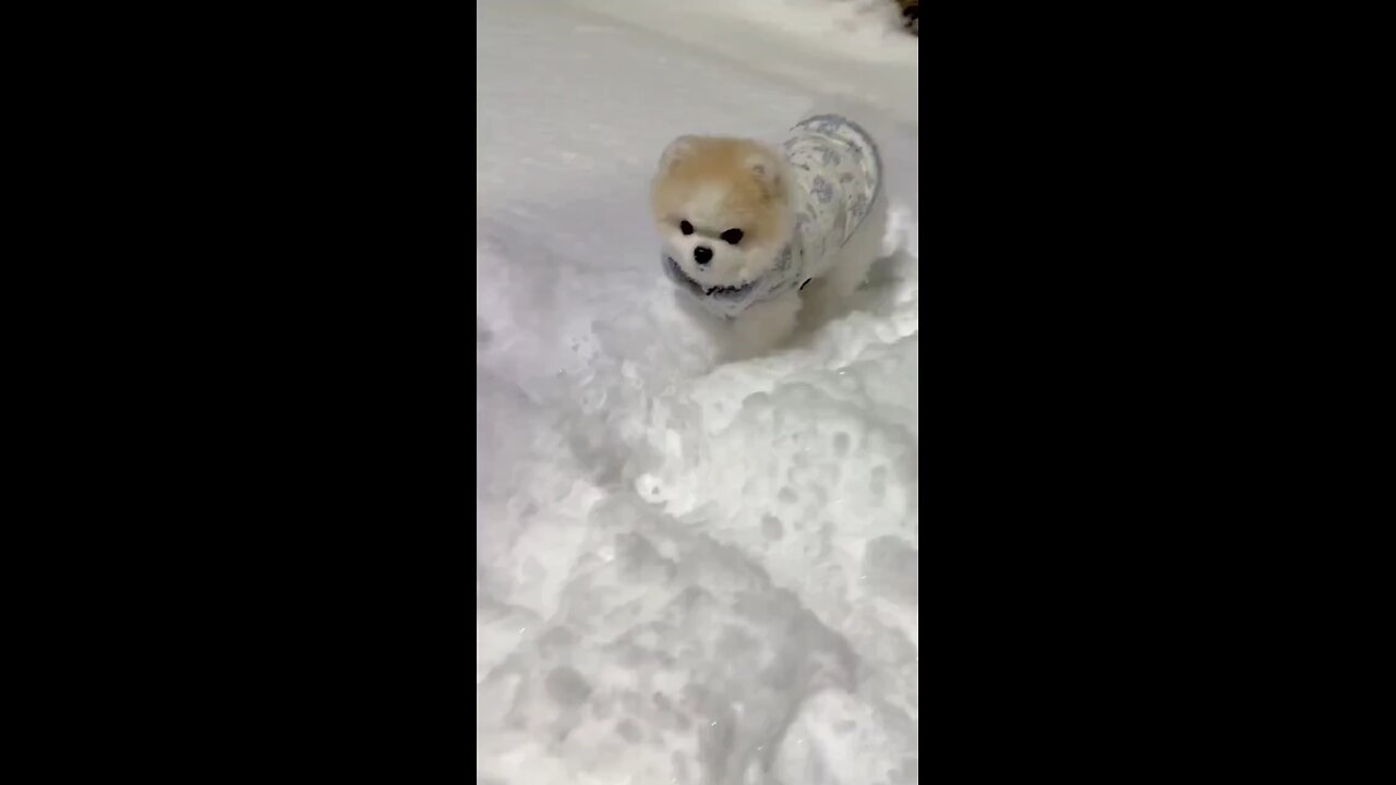 cute dog and cat video