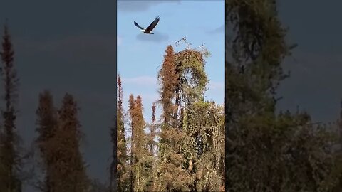 Urso negro rouba filhote de águia