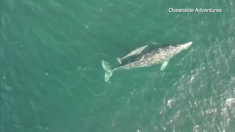 Watch: Gray whale calf hitches a ride on mom's back off Oceanside