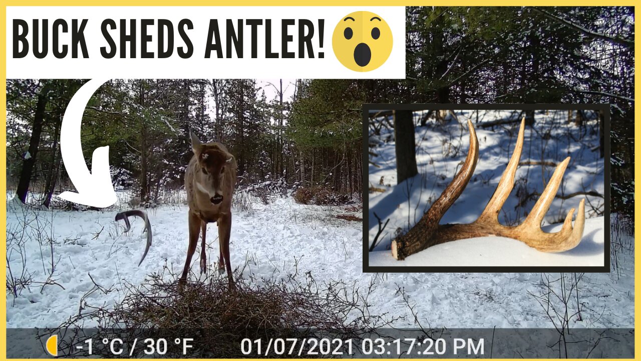 Whitetail Buck SHEDS Antler on Trail Cam Video (RARE CAPTURE!)