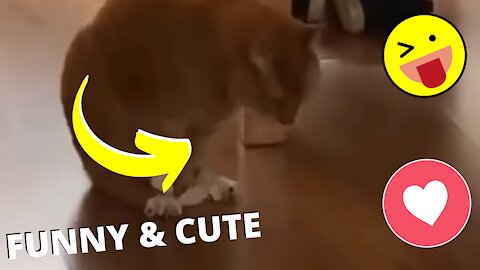 Funny and Cute Pet's Life #056