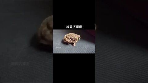 神獸撓癢癢#奇妙的動物 #神奇動物在抖音 #動物的迷惑行為 #娛樂評論大賞#shorts