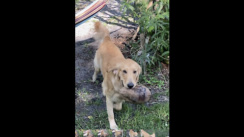 Bo chomping on coconut