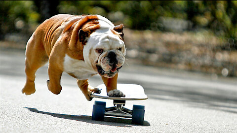 😨 Amazing Skateboarding With A Dog Animal On Planet 🐕