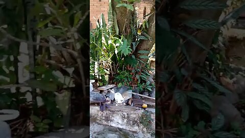 #dogshow , #animals , #dogs , #shorts