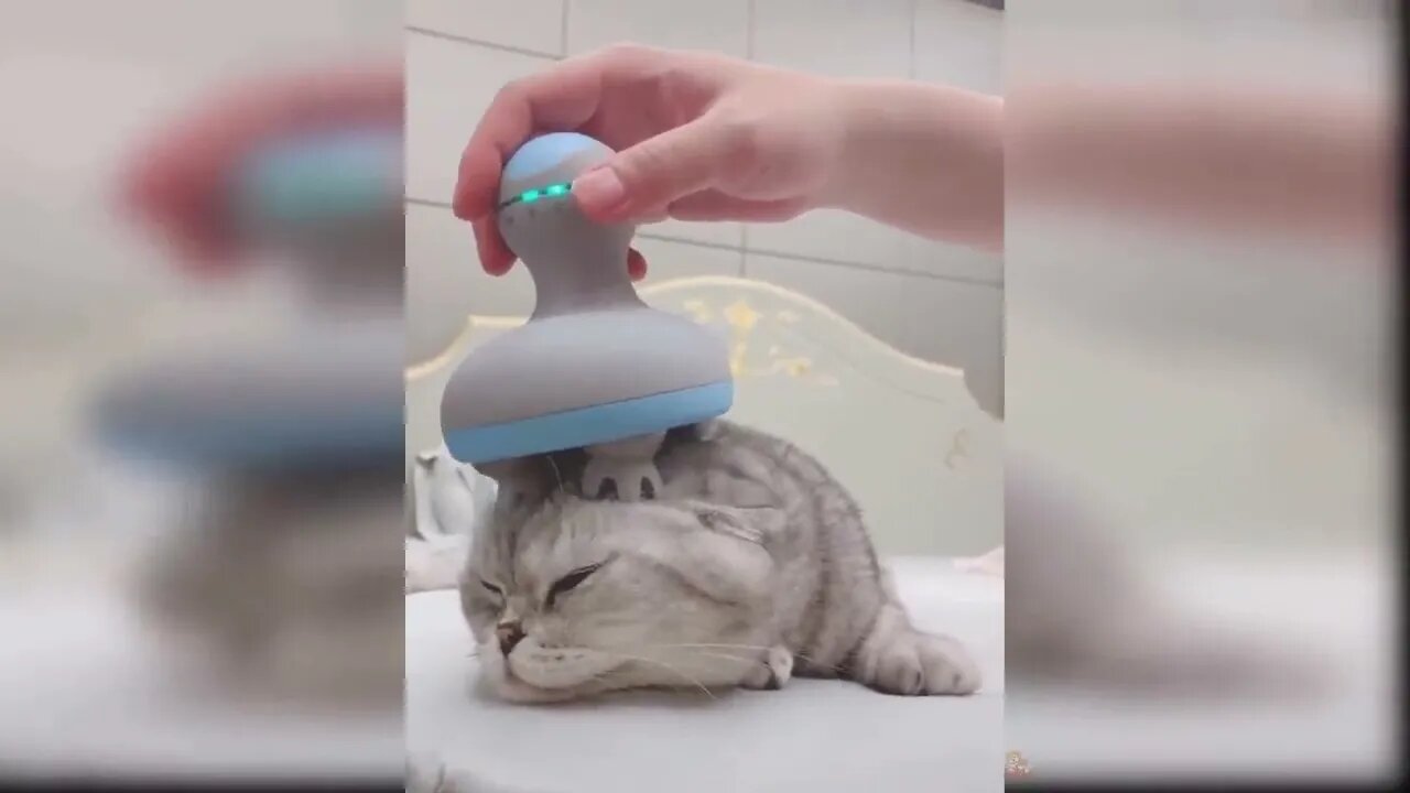 Cute and Funny Cat 🥰🥰🥰#catvideos #catoftheworld #catlovers #catsoftiktok