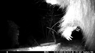 Male and Female porcupine upset with each other