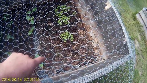 Garden update on the homestead