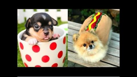 Cutest and Funniest Moments New Compilation of Baby Dogs 😍| Try Not To Laugh - Part 3